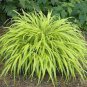 All Gold Japanese Forest Grass 60 Seeds