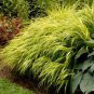 All Gold Japanese Forest Grass 60 Seeds