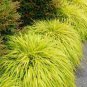 All Gold Japanese Forest Grass 60 Seeds