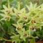 Dendrobium Officinale 2 Seeds