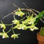 Dendrobium Officinale 2 Seeds