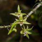 Dendrobium Officinale 2 Seeds