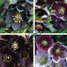 Black Hellebore Flower 20 Seeds