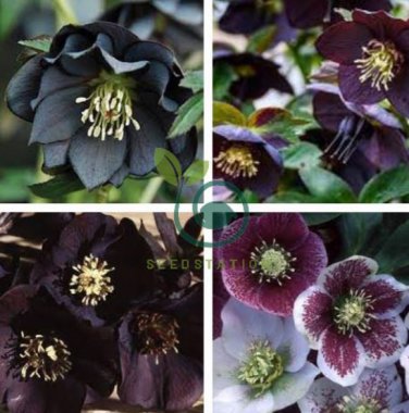 Black Hellebore Flower 20 Seeds