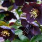 Black Hellebore Flower 20 Seeds