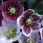Black Hellebore Flower 20 Seeds
