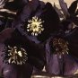 Black Hellebore Flower 20 Seeds