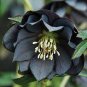 Black Hellebore Flower 20 Seeds
