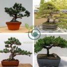Japanese Five Needle Pine 100 Seeds