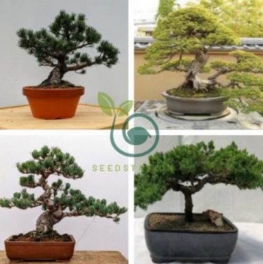 Japanese Five Needle Pine 100 Seeds