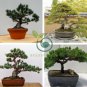 Japanese Five Needle Pine 100 Seeds
