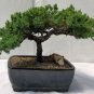 Japanese Five Needle Pine 100 Seeds