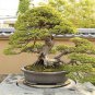 Japanese Five Needle Pine 100 Seeds