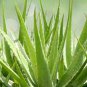Aloe Seeds Houseplants Succulent Aloe Vera Green Color 400 Seeds
