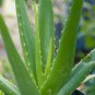 Aloe Seeds Houseplants Succulent Aloe Vera Green Color 400 Seeds