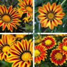 Orange Gazania Flower 40 Seeds