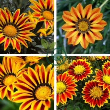 Orange Gazania Flower 40 Seeds
