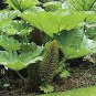 Gunnera Manicata 14 Seeds