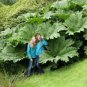 Gunnera Manicata 14 Seeds