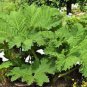 Gunnera Manicata 14 Seeds