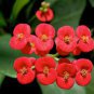 Crown of Thorn Flower 40 Seeds