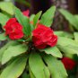 Crown of Thorn Flower 40 Seeds