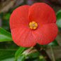 Crown of Thorn Flower 40 Seeds