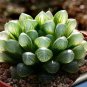 Haworthia 20 Seeds