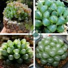 Haworthia 100 Seeds