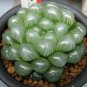 Haworthia 100 Seeds
