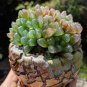 Haworthia 100 Seeds