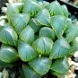 Haworthia 100 Seeds