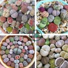 Mixed Living Stones Lithop 400 Seeds