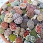 Mixed Living Stones Lithop 400 Seeds