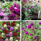 Gomphrena Globosa Bonsai Beautiful Globe Flowers 200 Seeds