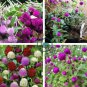 Gomphrena Globosa Bonsai Beautiful Globe Flowers 200 Seeds