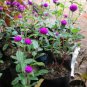 Gomphrena Globosa Bonsai Beautiful Globe Flowers 200 Seeds