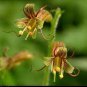 Youth On Age Tolmiea Thousand Mothers Menziesii Flower 80 Seeds