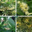American Linden Tree 100 Seeds