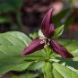 Trillium Erectum Flower 120 Seeds