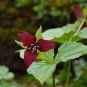 Trillium Erectum Flower 120 Seeds