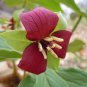 Trillium Erectum Flower 120 Seeds