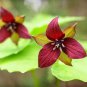 Trillium Erectum Flower 120 Seeds