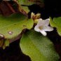 Trailing Arbutus 240 Seeds