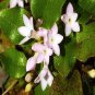 Trailing Arbutus 240 Seeds