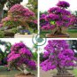 Mini Violet Beautiful Bonsai Flower 200 Seeds