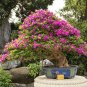 Mini Violet Beautiful Bonsai Flower 200 Seeds
