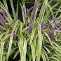 Blue Lily Turf Monkey Grass Flower 50 Seeds