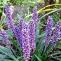Blue Lily Turf Monkey Grass Flower 50 Seeds