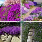 Aubrieta Cultorum 200 Seeds